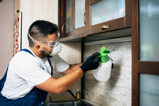 Best Rat Extermination Near Me  in Rockton, IL