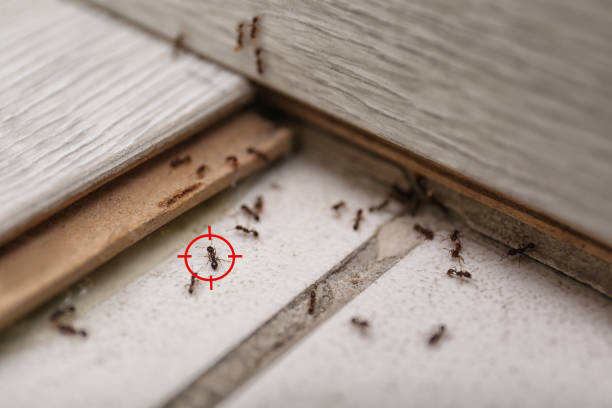 Best Emergency Pest Control  in Rockton, IL
