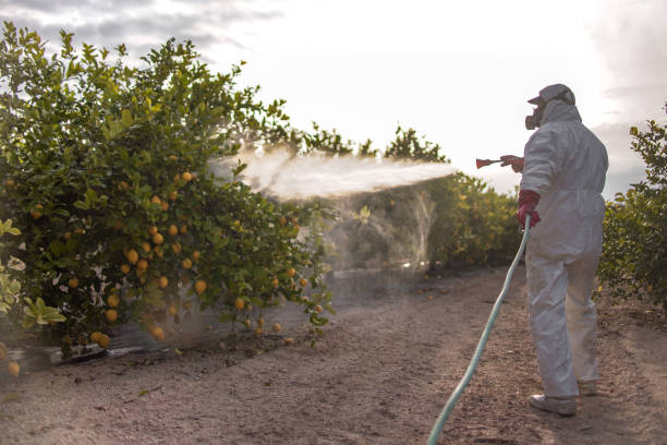 Best Cockroach Control Services  in Rockton, IL
