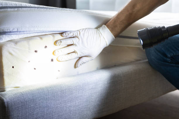 Best Mosquito Control Services  in Rockton, IL