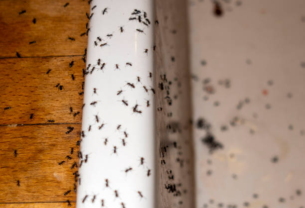 Best Pest Prevention Services  in Rockton, IL