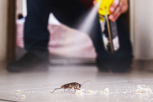 Best Wasp Removal Services  in Rockton, IL