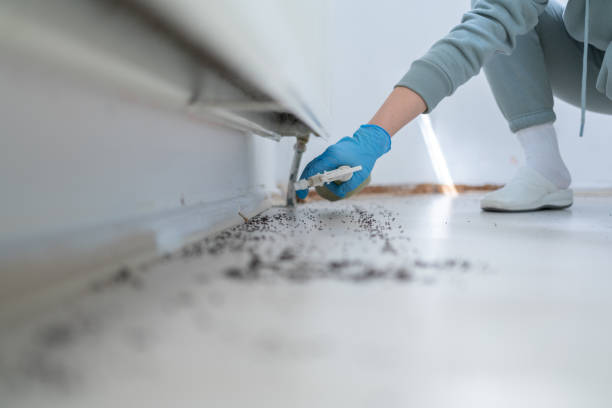 Best Flea Control Services  in Rockton, IL