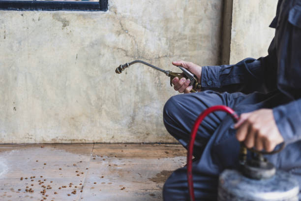 Trusted Rockton, IL Pest Control Experts